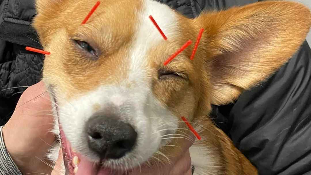How Canine Acupuncture Can Help Dog Eye Problems