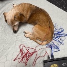 acupuncture_dog